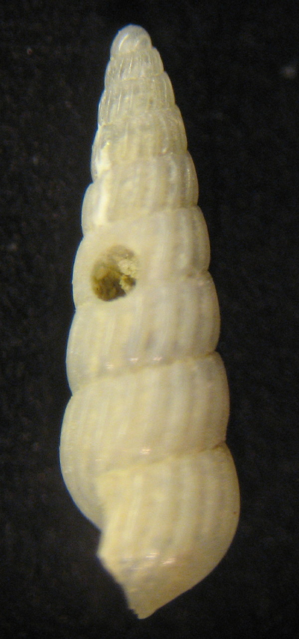 Turbonilla